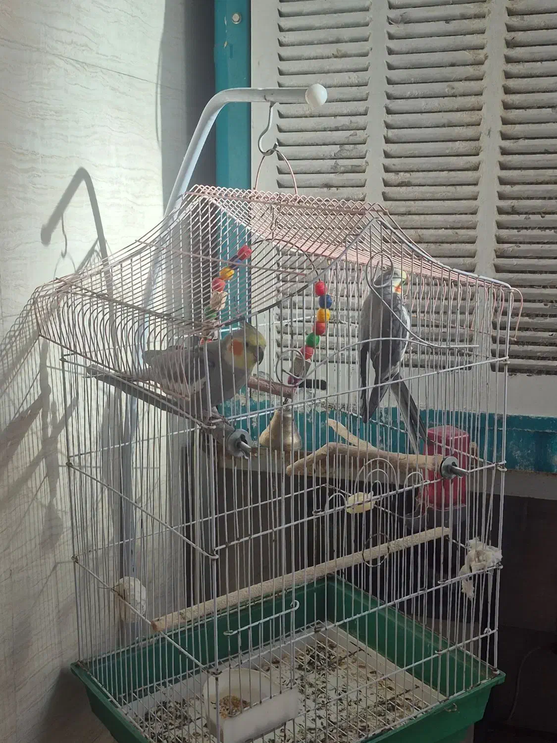 عروس هلندی|پرنده|کهریزک, |دیوار