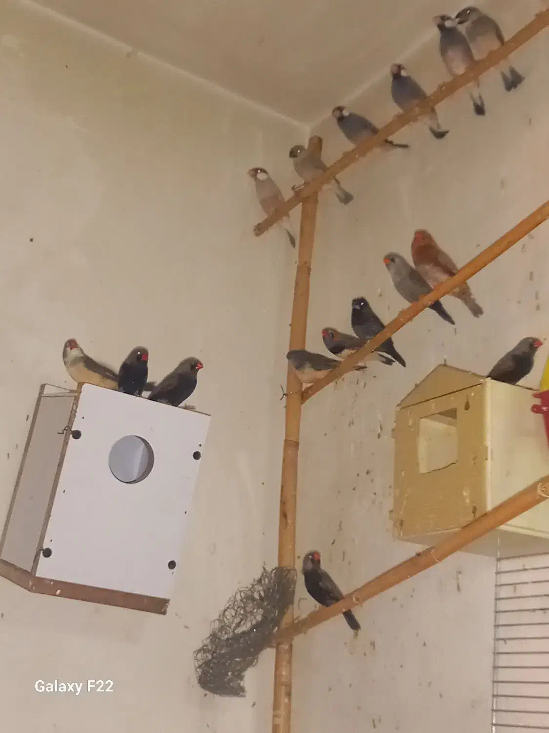 فنچ کینگ|پرنده|هشتگرد, شهرک ولیعصر (مصلی)|دیوار