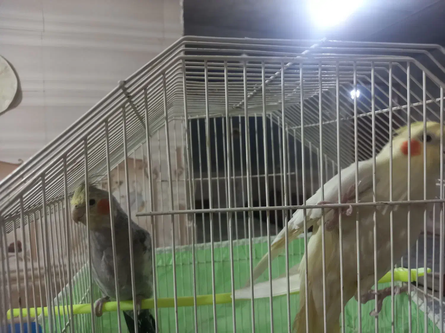 عروس هلندی|پرنده|خاش, |دیوار