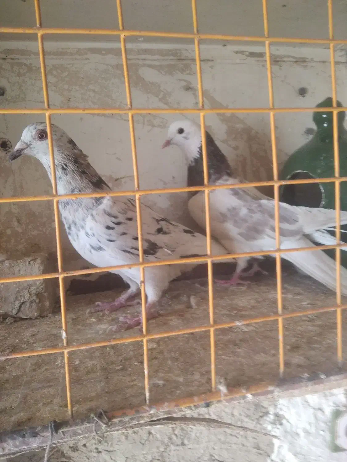 کوهی|پرنده|ملایر, |دیوار