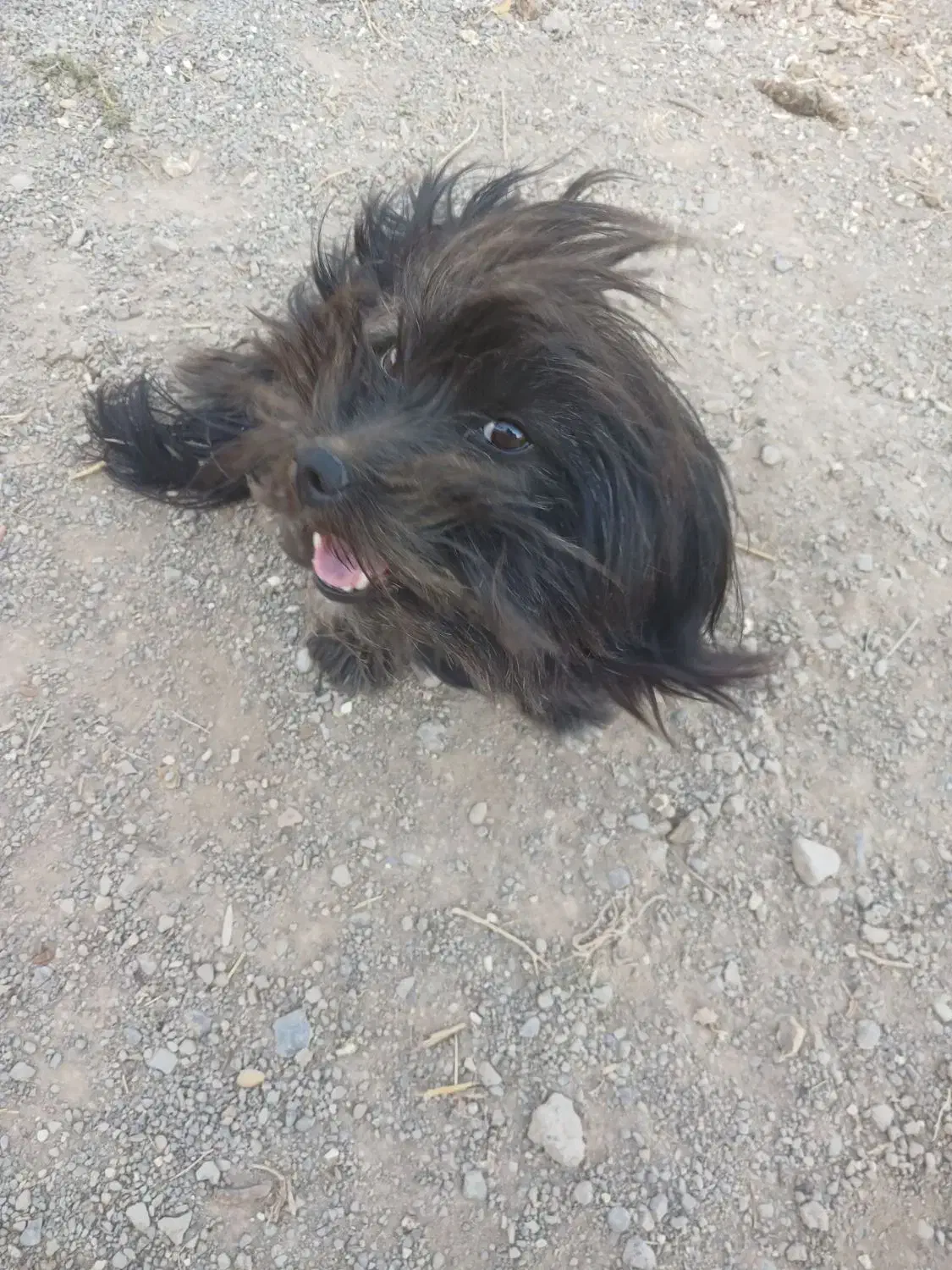 سگ سیاه|حیوانات|قوچان, |دیوار