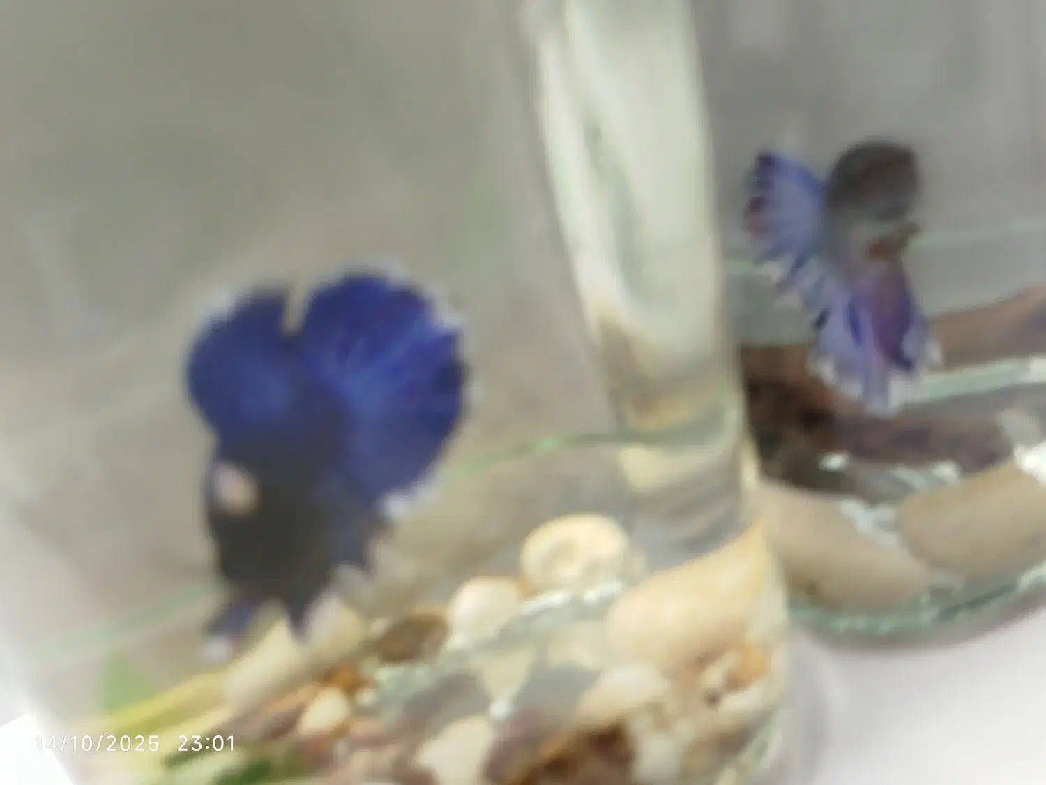 ماهی فایتر|ماهی|اصفهان, بهارانچی|دیوار