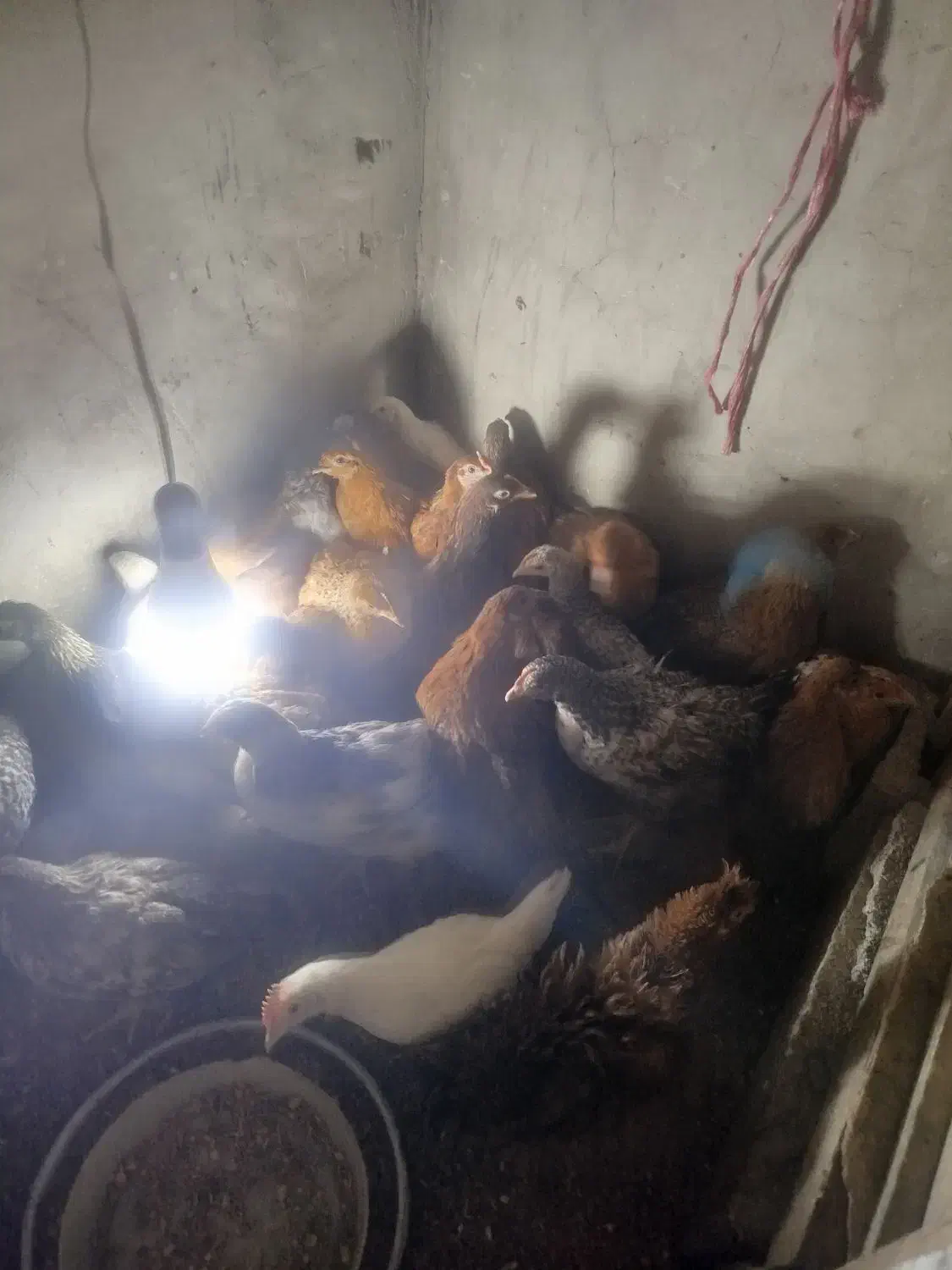 25عدد جوجه محلی|حیوانات مزرعه|سر آسیاب یوسفی, |دیوار