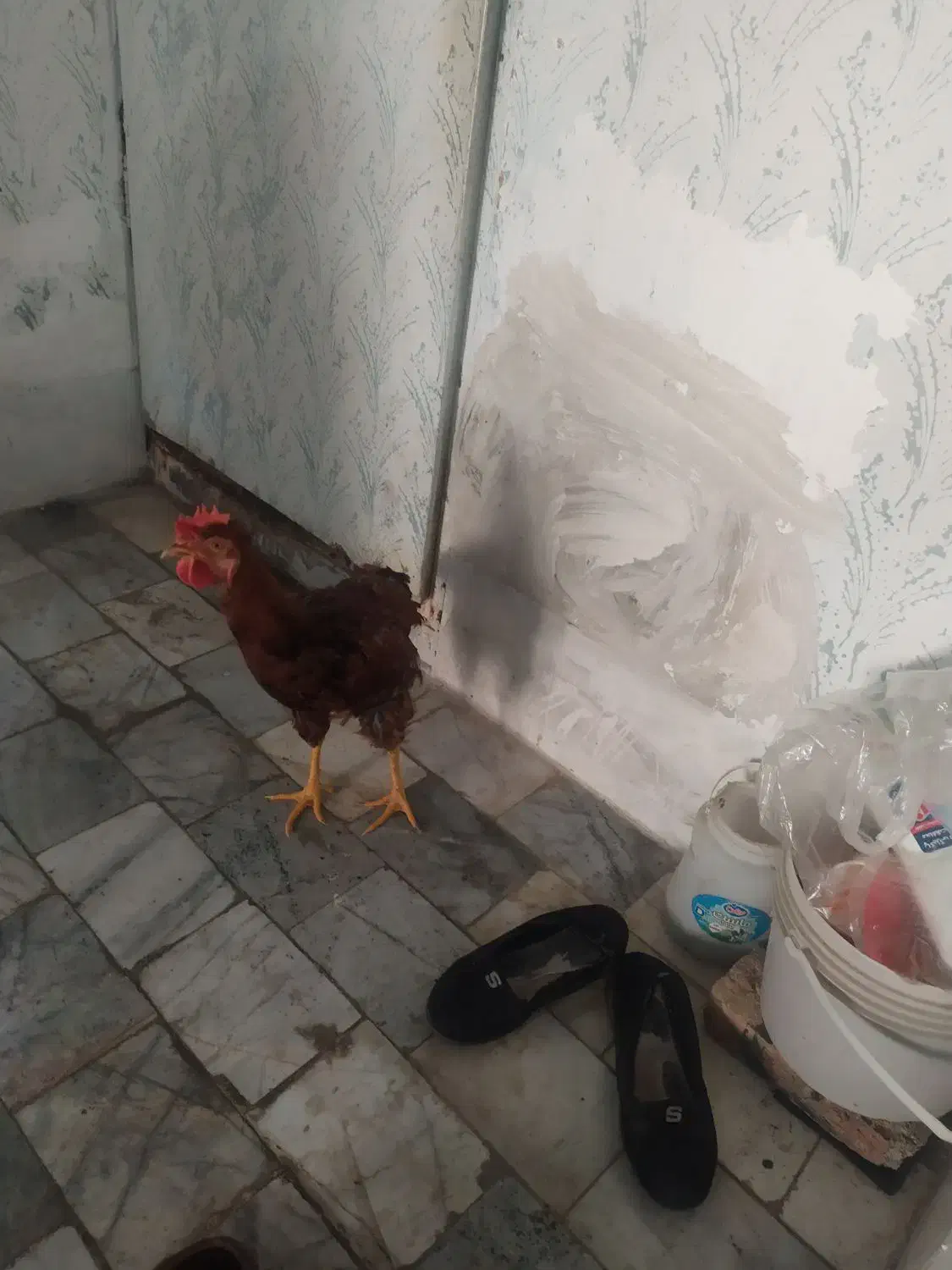 خروس جوان|حیوانات مزرعه|کرج, حسن آباد|دیوار