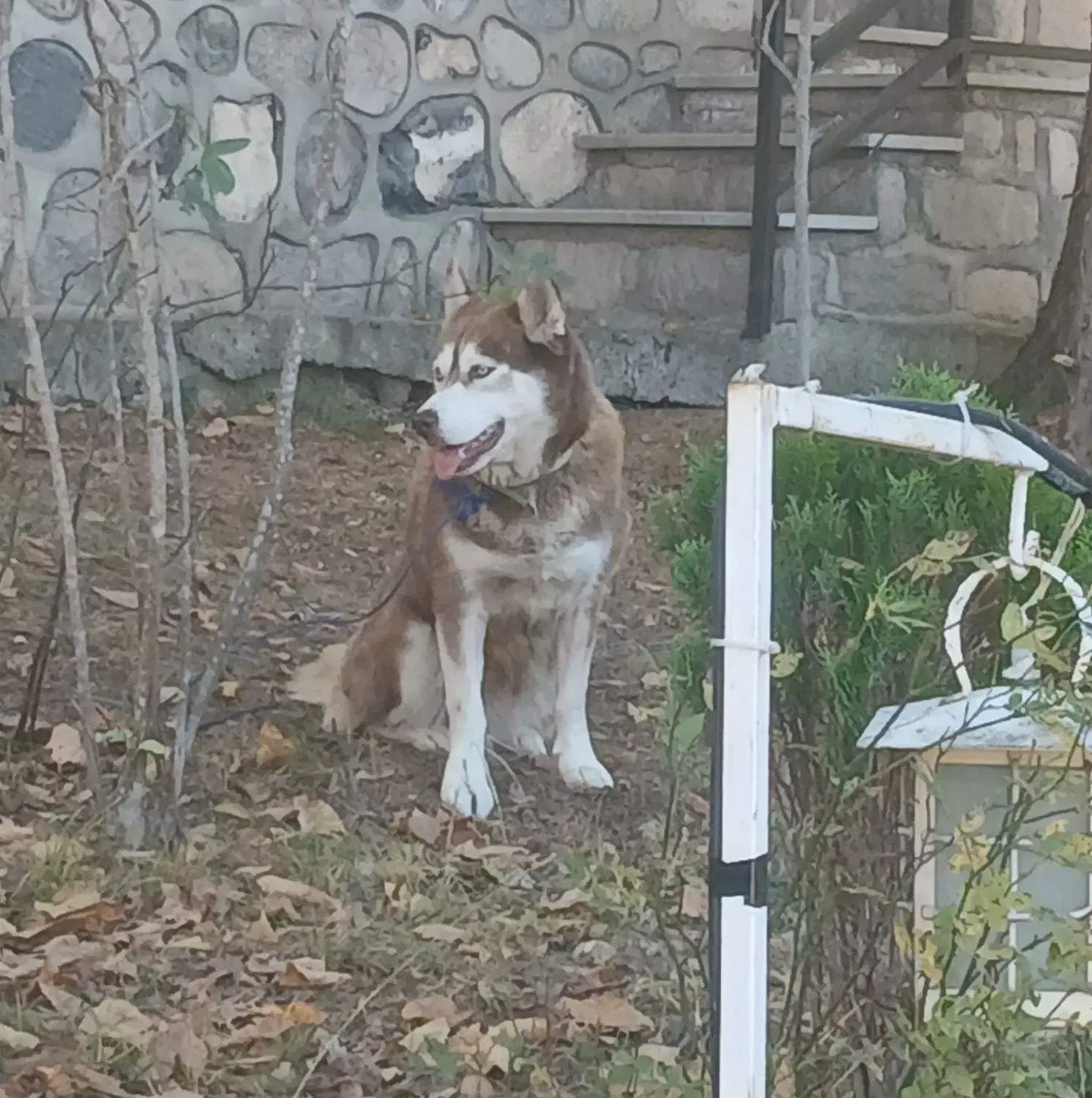 سگ هاسکی رایگان به شرط|سگ|کلاردشت, |دیوار