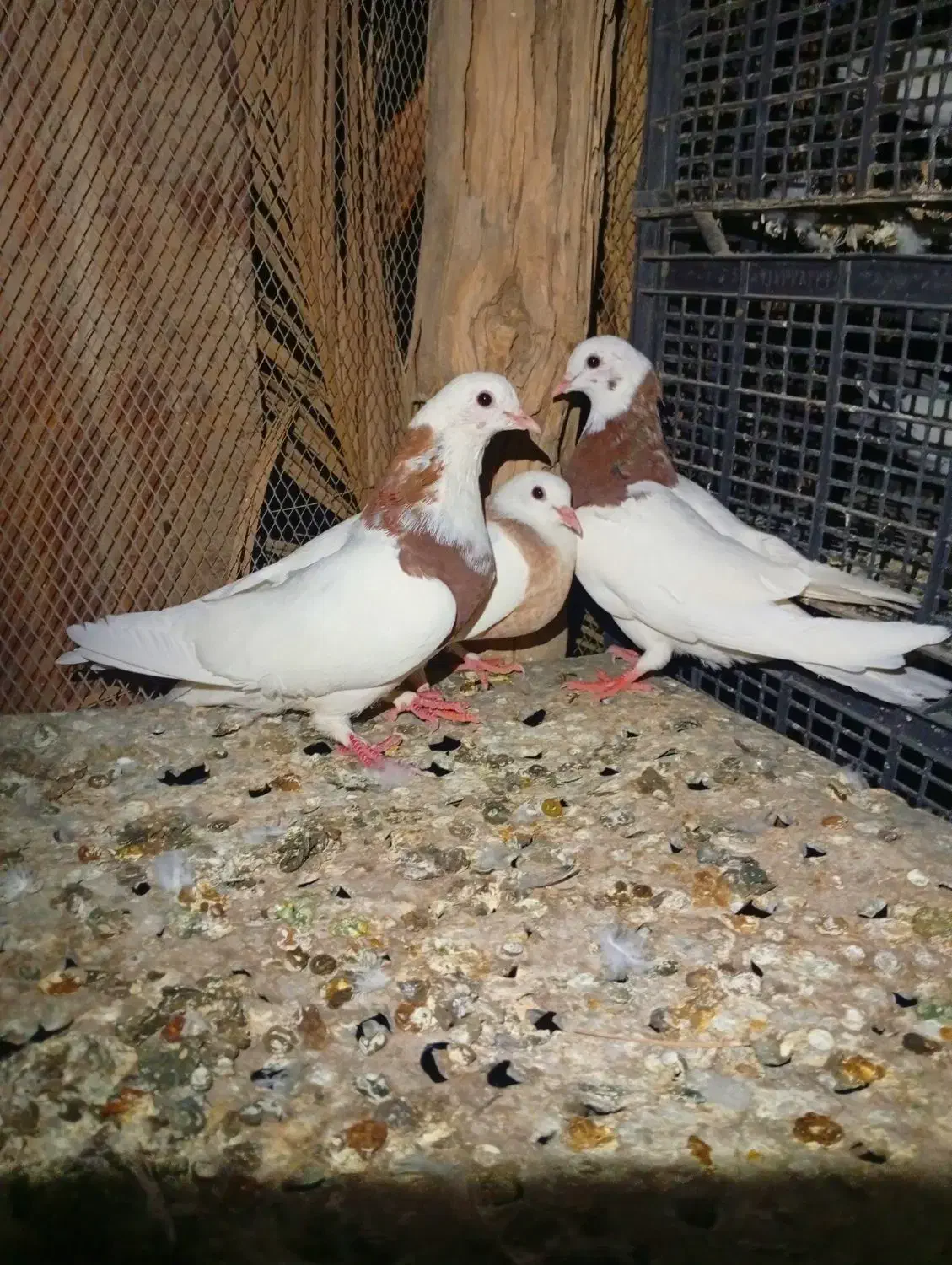 طوقی|پرنده|کهنوج, |دیوار