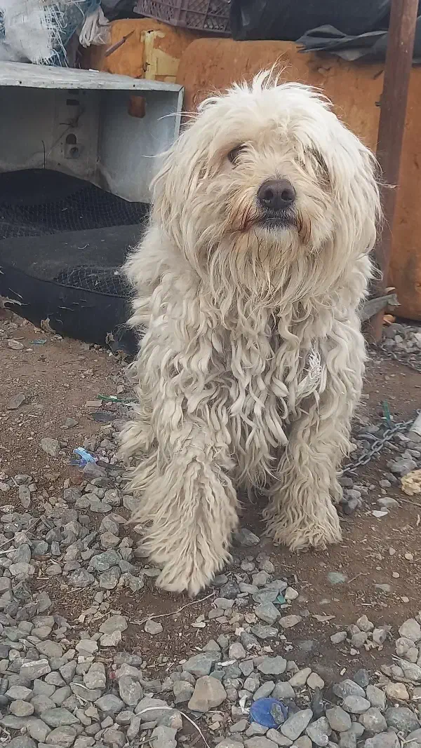 سگ پاکوتاه|سگ|بیرجند, |دیوار