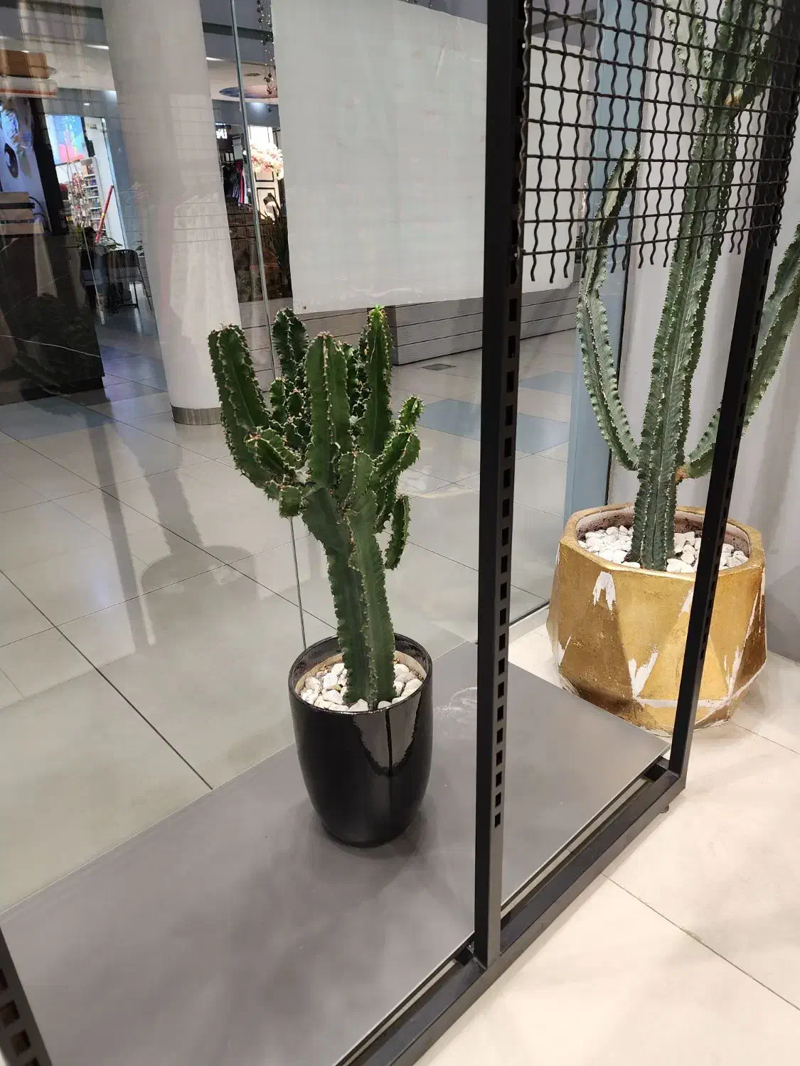 کاکتوس بزرگ باگلدان فروش بدلیل جمع آوری فروشگاه|گل و گیاه طبیعی|بابل, |دیوار