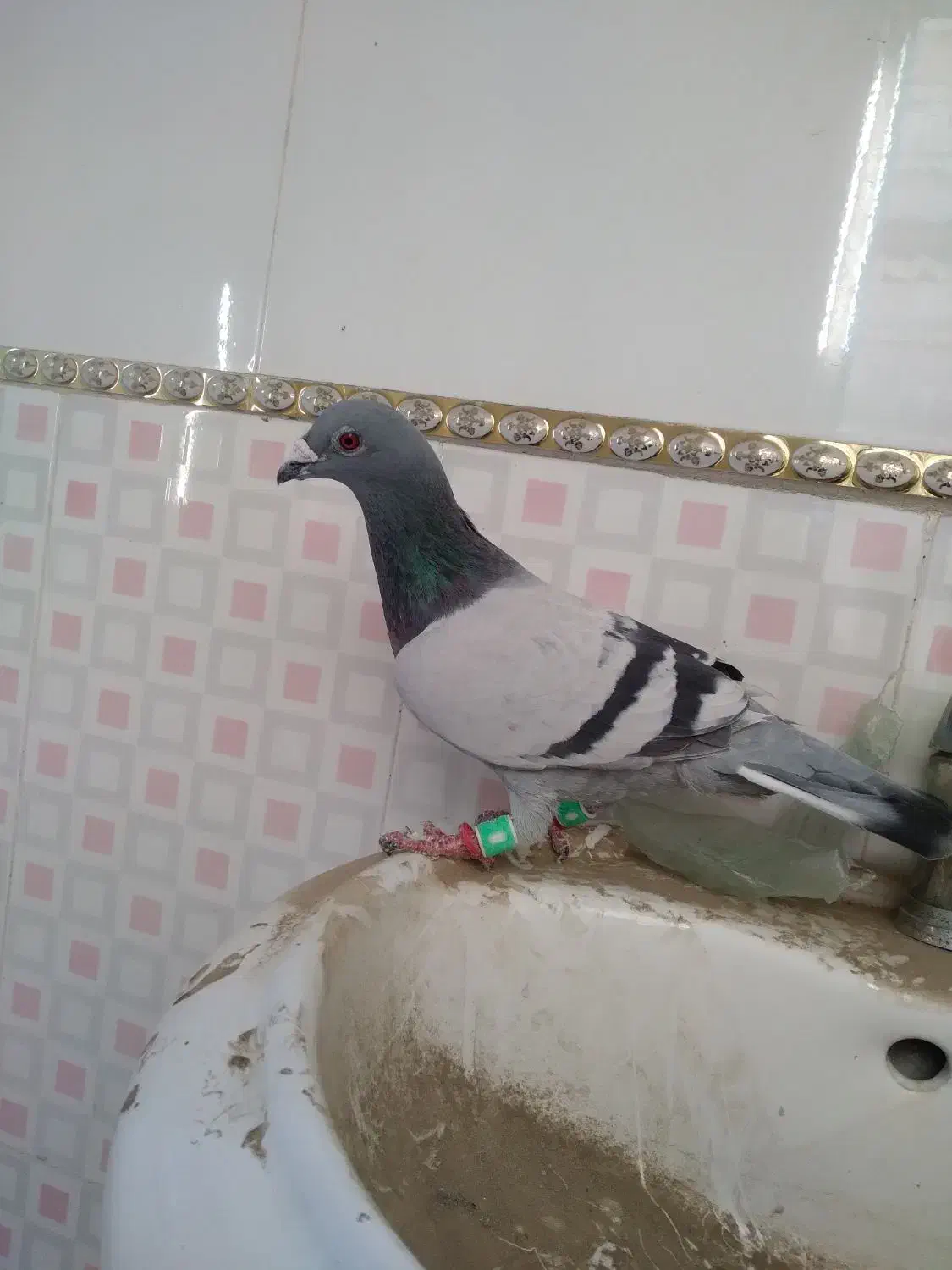 دوتا آرمانی مسافتی|پرنده|کشاورز, |دیوار