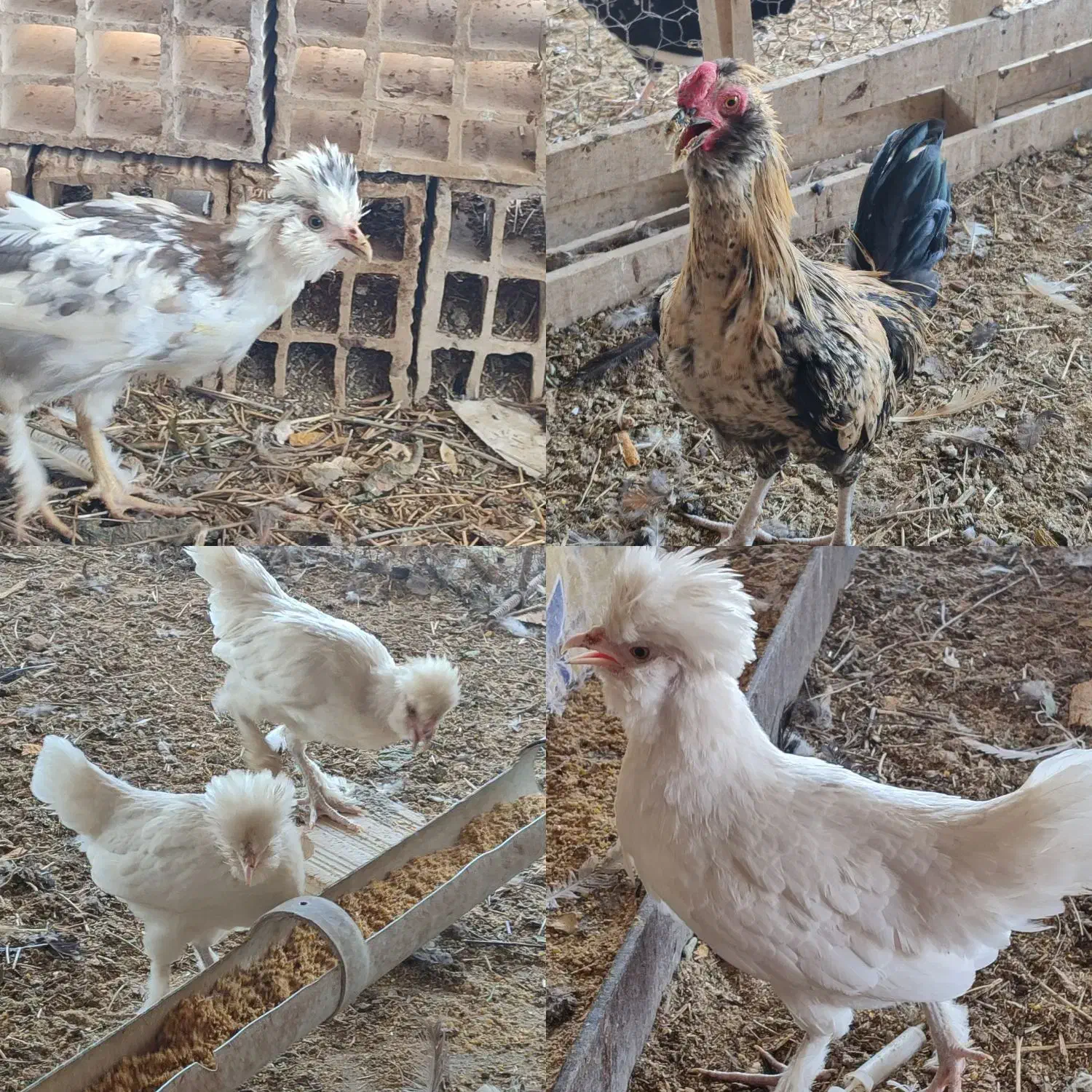 تخم مرغ نطفه دار|حیوانات مزرعه|زرند, |دیوار