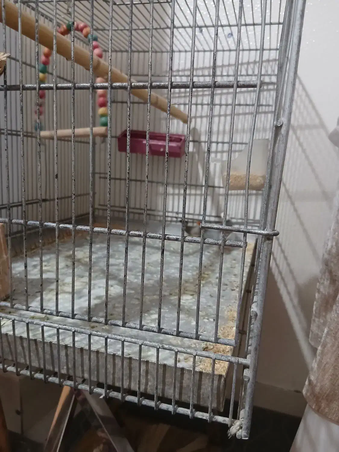 فنچ|پرنده|شاهین‌شهر, طالقانی|دیوار