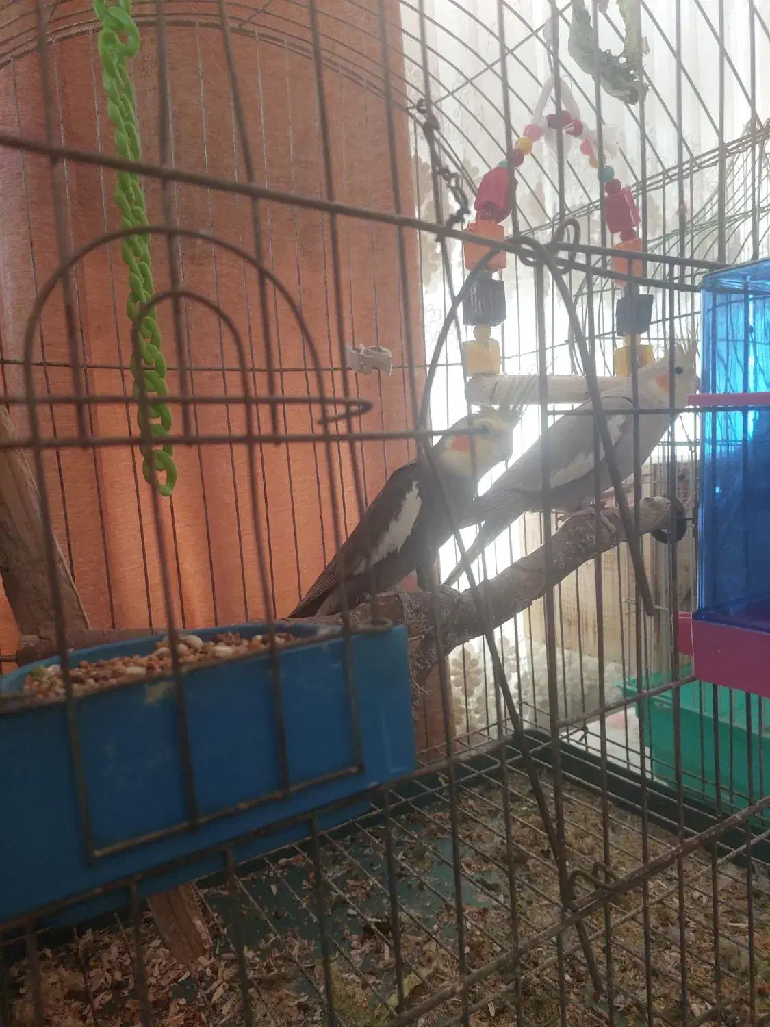 عروس هلندی|پرنده|شیراز, کوشک میدان|دیوار