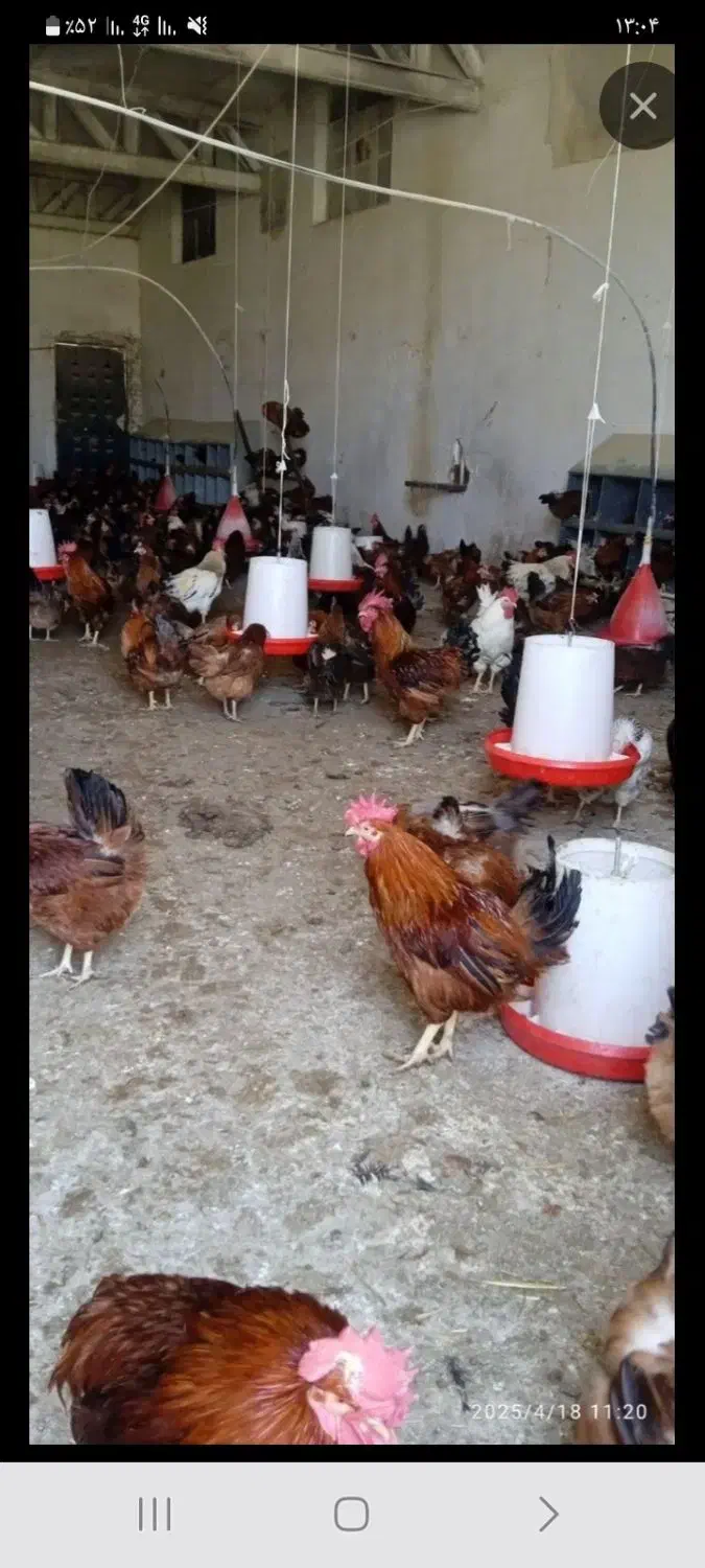 خروس عروس هلندی مرغ عشق|پرنده|نجفآباد, جلال آباد|دیوار