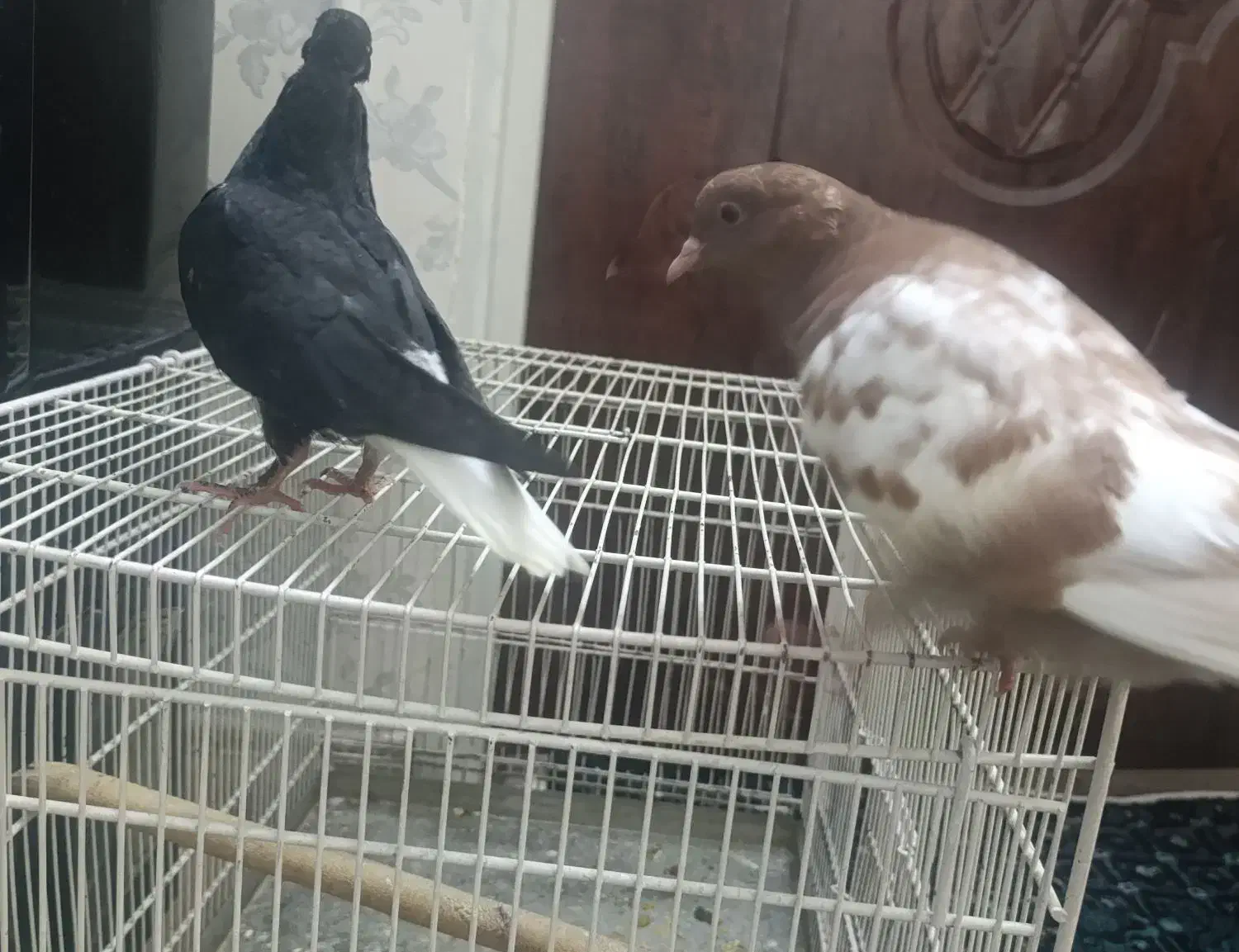 کفتر دستی|پرنده|کرمان, |دیوار