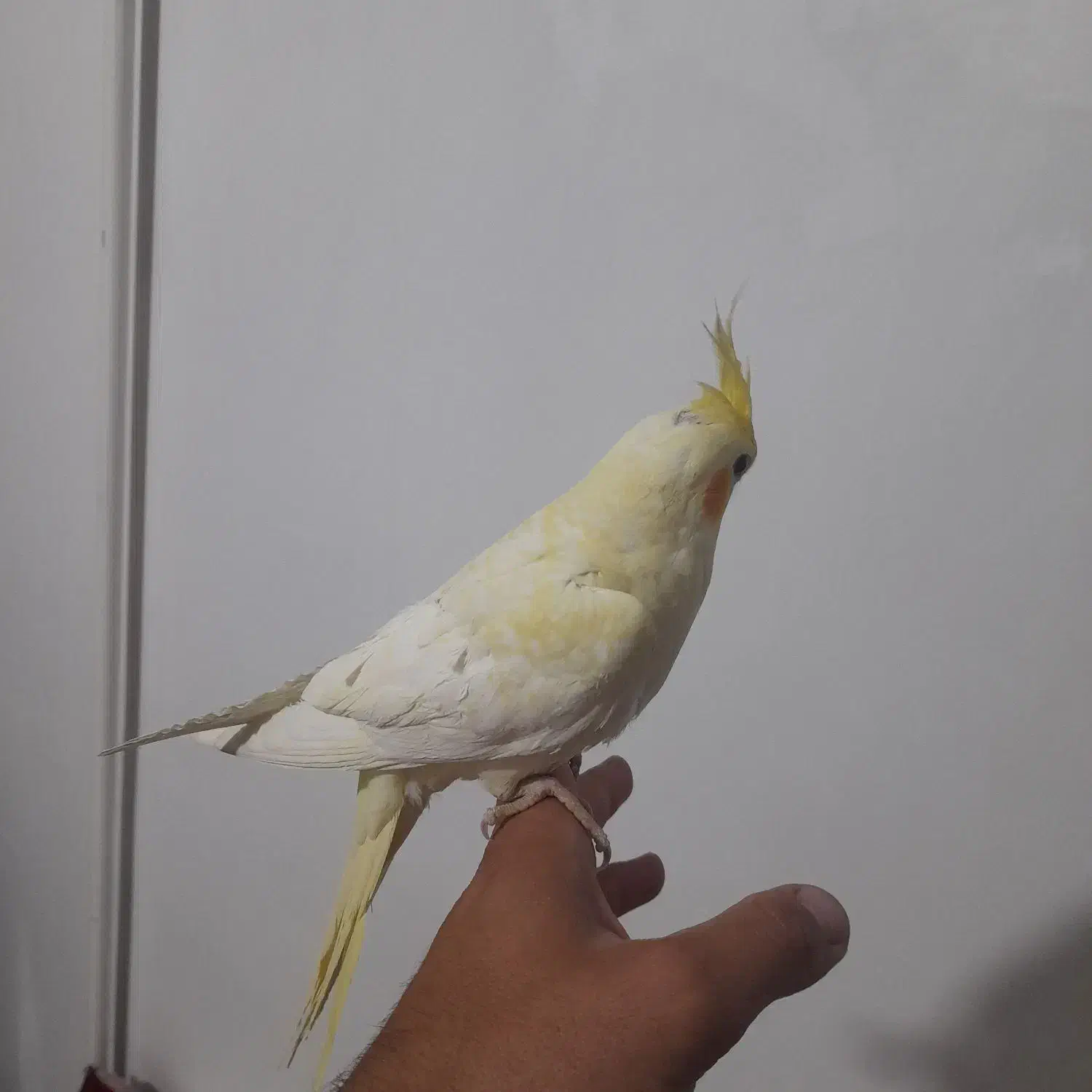 عروس هلندی دستی|پرنده|بهار, |دیوار