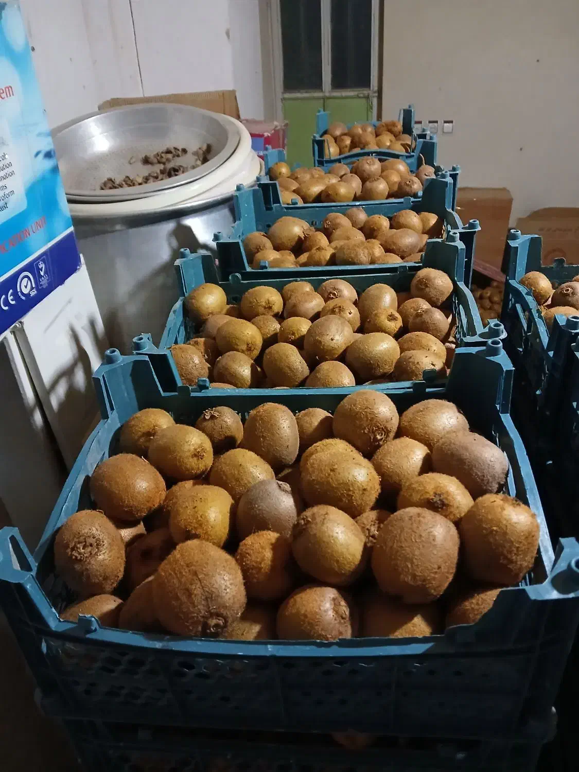 کیوی درجه یک شمال|عمدهفروشی|شاهنجرین, |دیوار