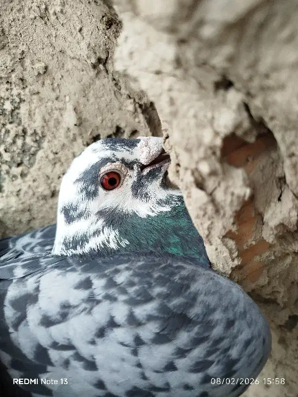 مجسمه ابلغ|مجسمه، تندیس، ماکت|زابل, |دیوار