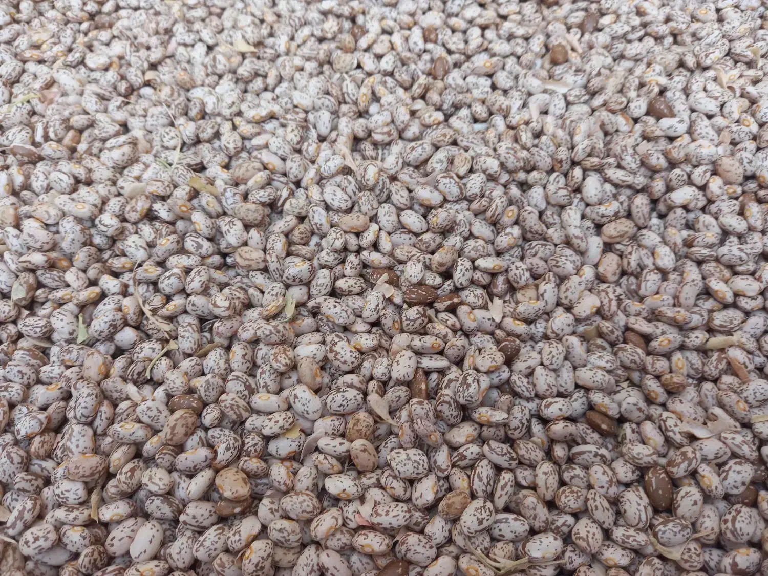 لوبیا چیتی|خوردنی و آشامیدنی|دره شهر, |دیوار