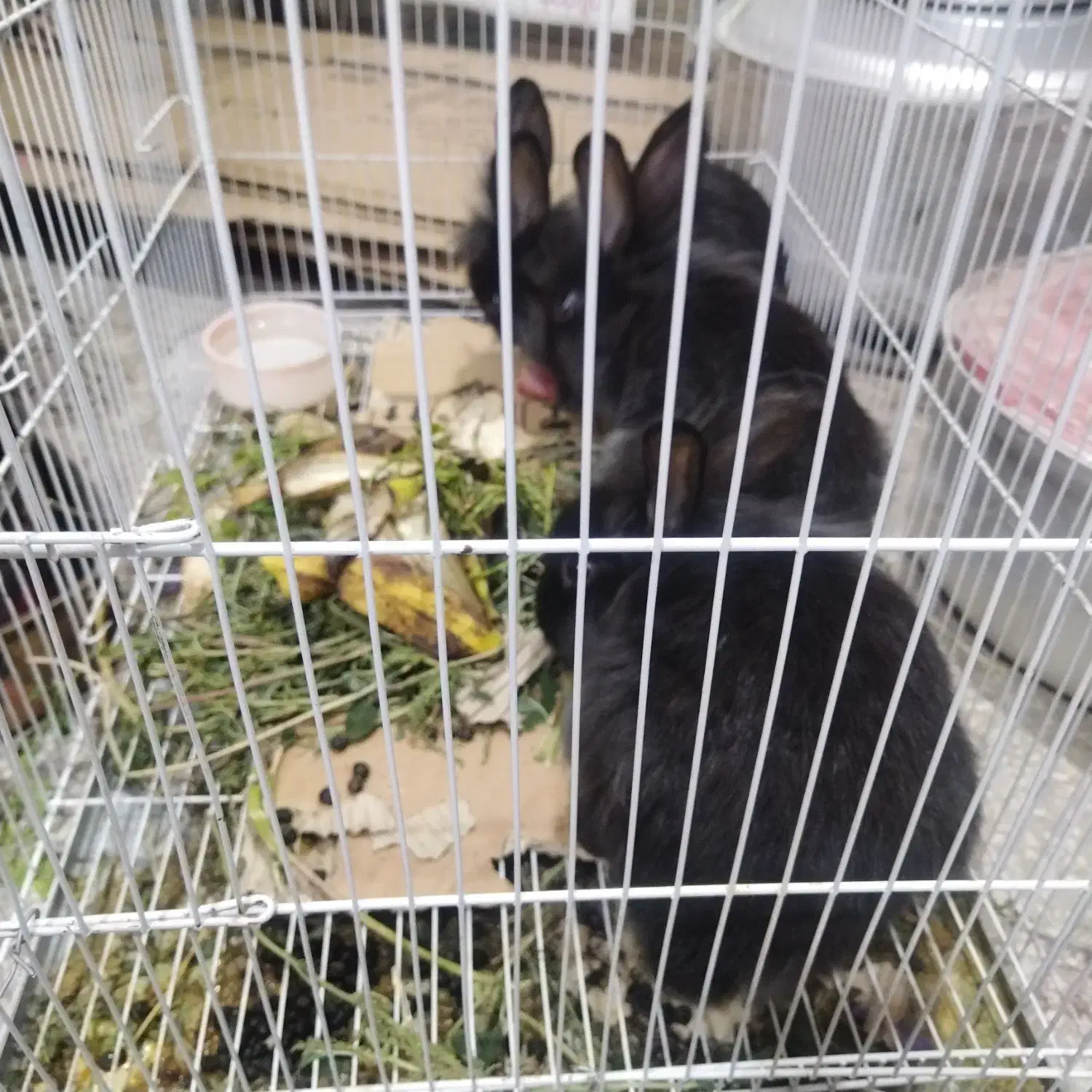 فروش ویژه  جوجه خرگوش پشمالو ولپ|موش و خرگوش|خواف, |دیوار