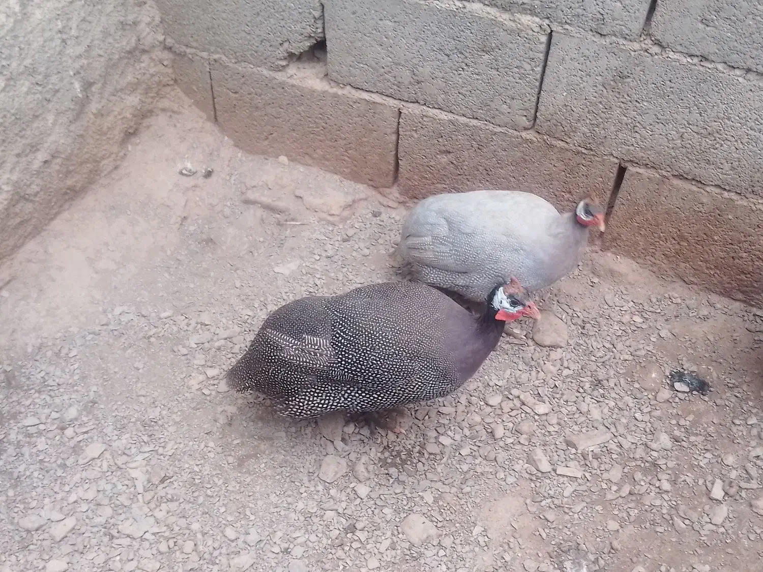 جفت|حیوانات مزرعه|نهبندان, |دیوار