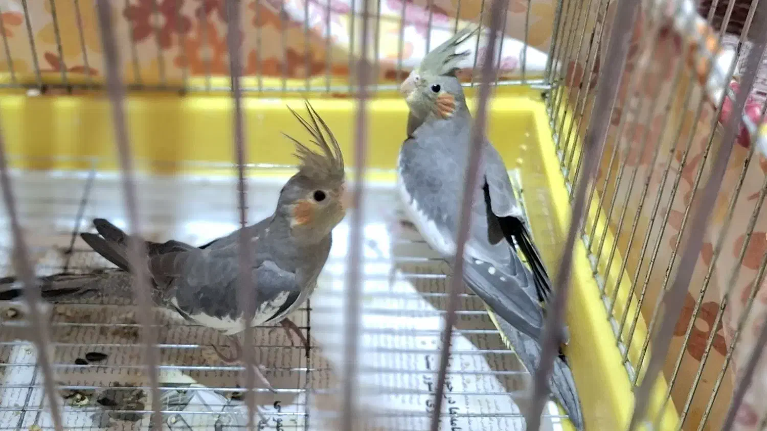 طوطی عروس|پرنده|رشت, شهرک شهید مفتح|دیوار