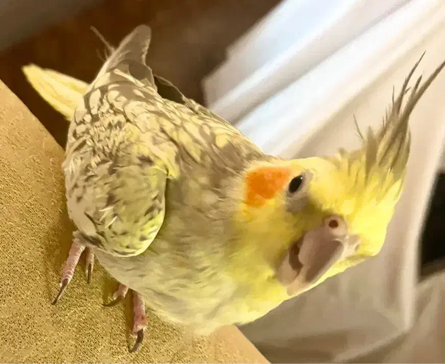 عروس هلندی ماده|پرنده|گنبد کاووس, |دیوار