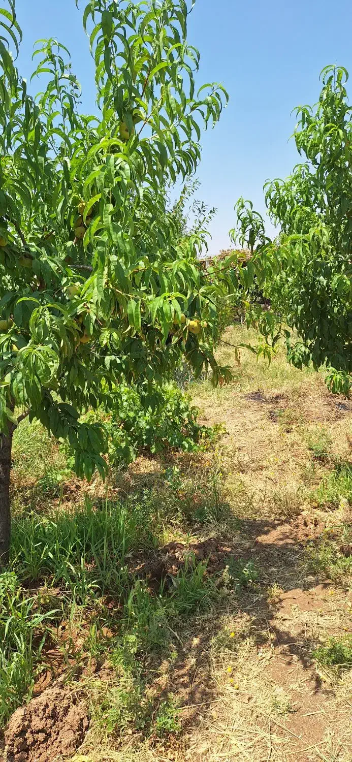 باغ مثمر 6 ساله|فروش زمین و ملک کلنگی|بیلوار, |دیوار