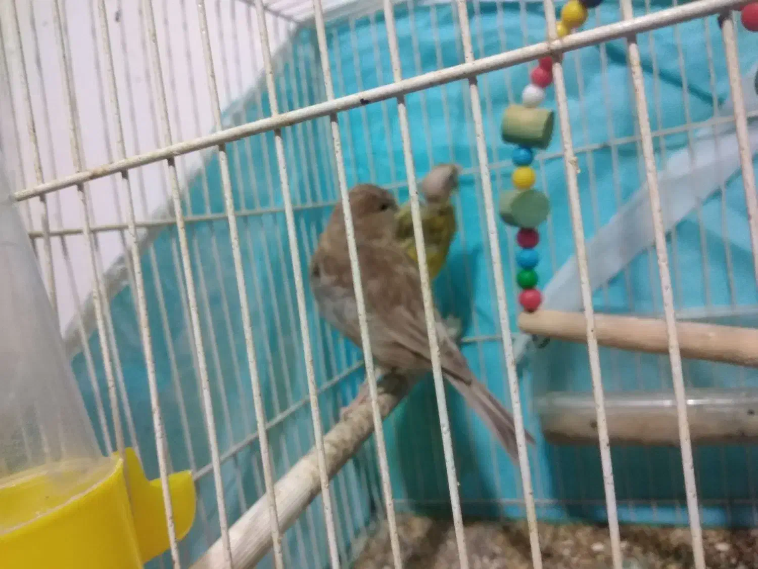 سلام دوعددقناری ماده به فروش میرسد|پرنده|مشهد, طرق|دیوار