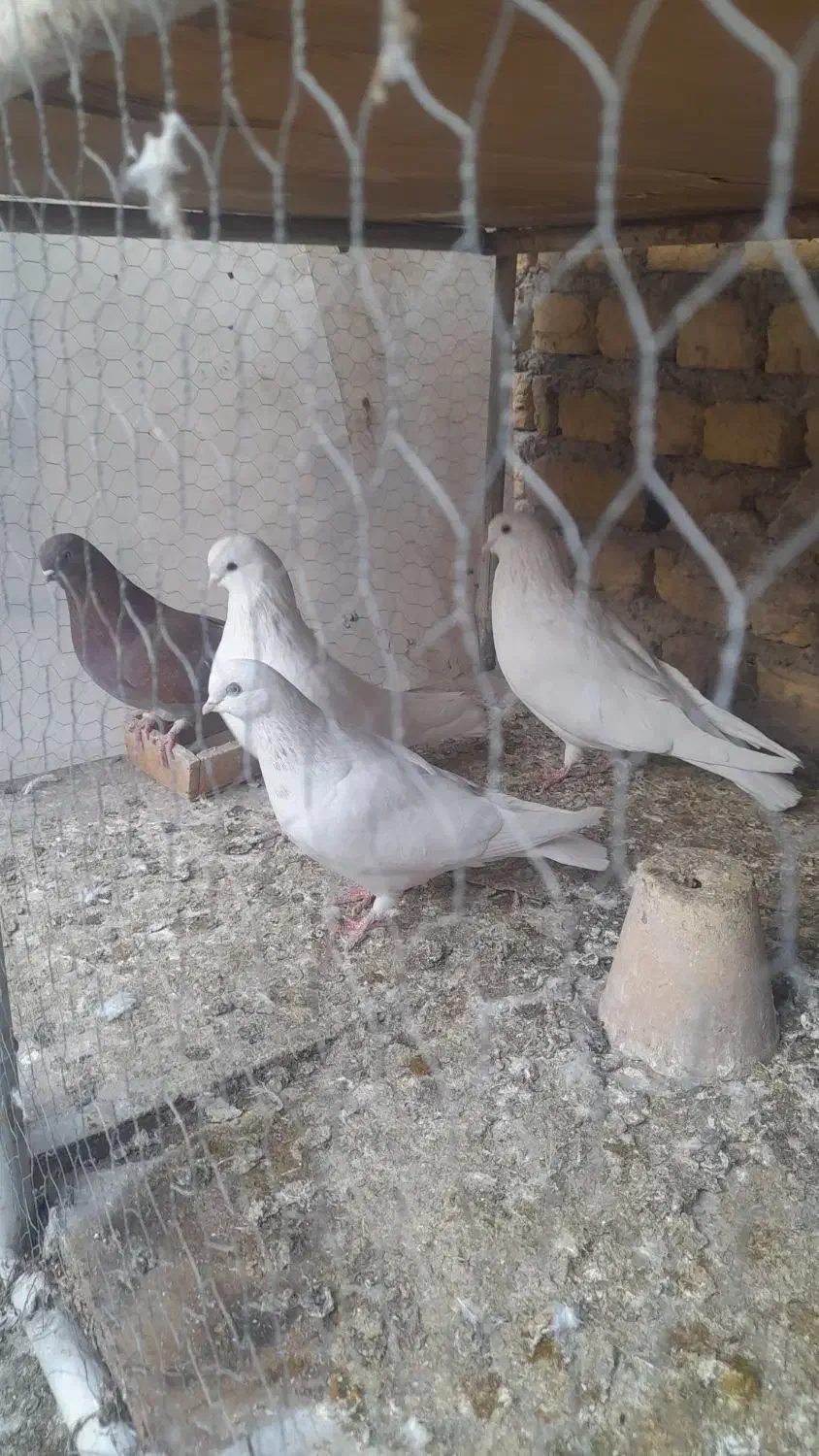 سفیدنوک ریزکشیده دمگیرذات بته دار|پرنده|اصفهان, کشاورزی|دیوار