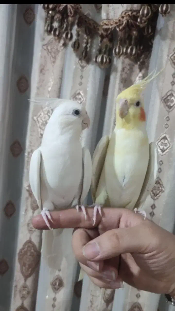 عروس هلندی|پرنده|خرمدره, |دیوار