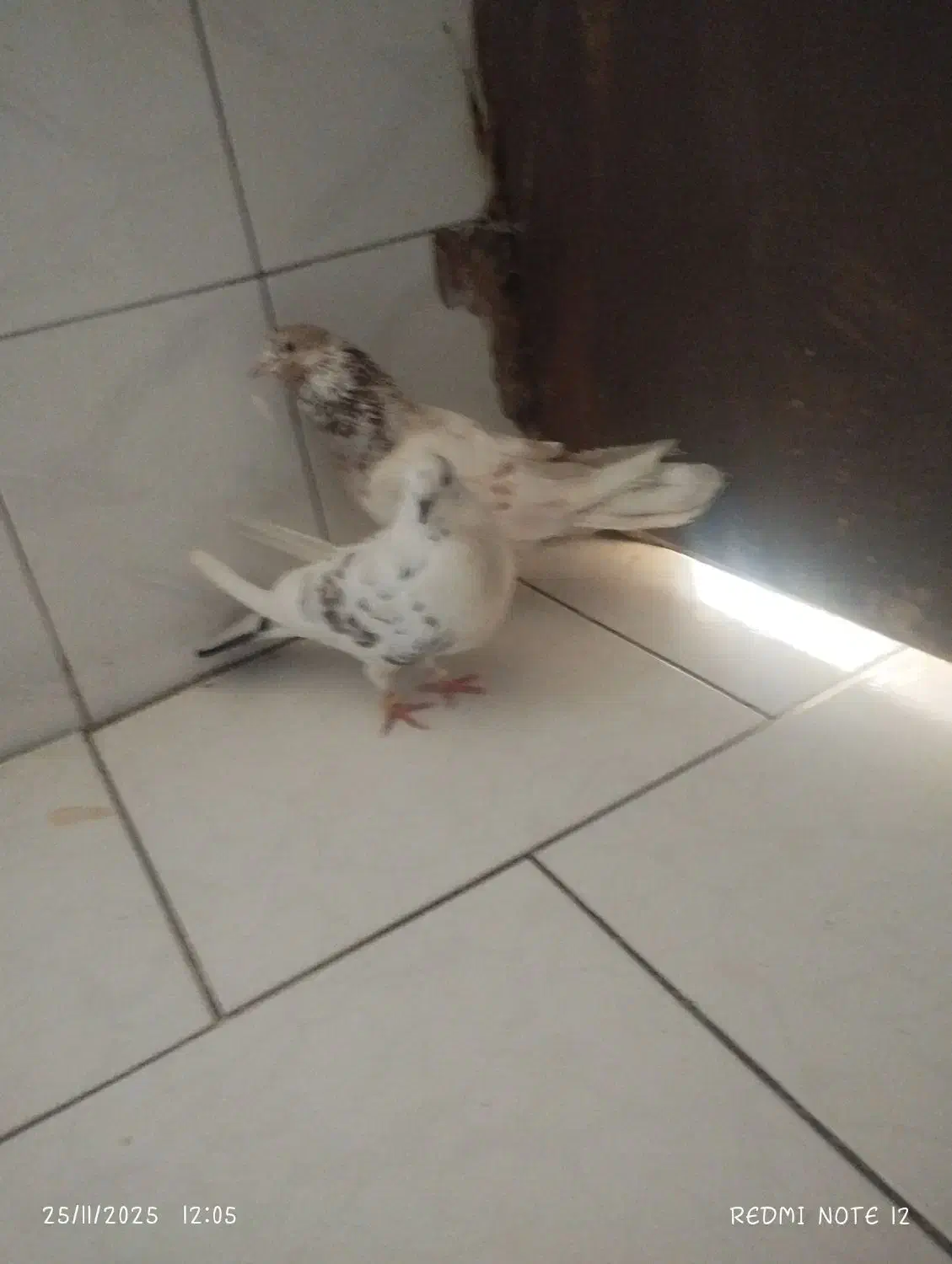 دوجفت کفتر تمیز نروماه جفت دم تخم بشرت|پرنده|بندرعباس, |دیوار