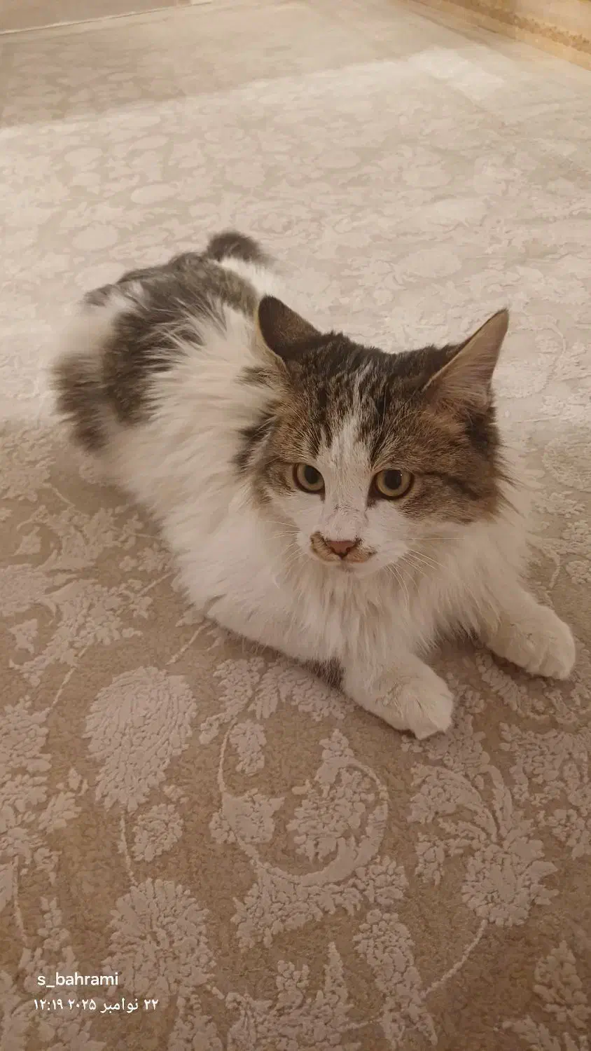 گربه|حیوانات|تهران, تهرانپارس غربی|دیوار