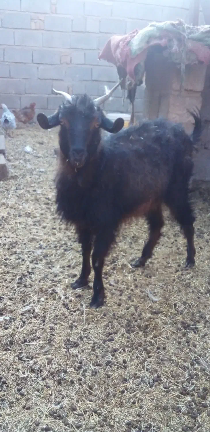 سه تا گوسفند|حیوانات مزرعه|کرمان, |دیوار