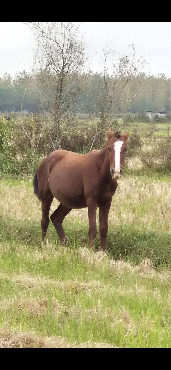 فروش نریان پرخون و درشت۱۶ماهه|اسب و تجهیزات اسبسواری|پرهسر, |دیوار