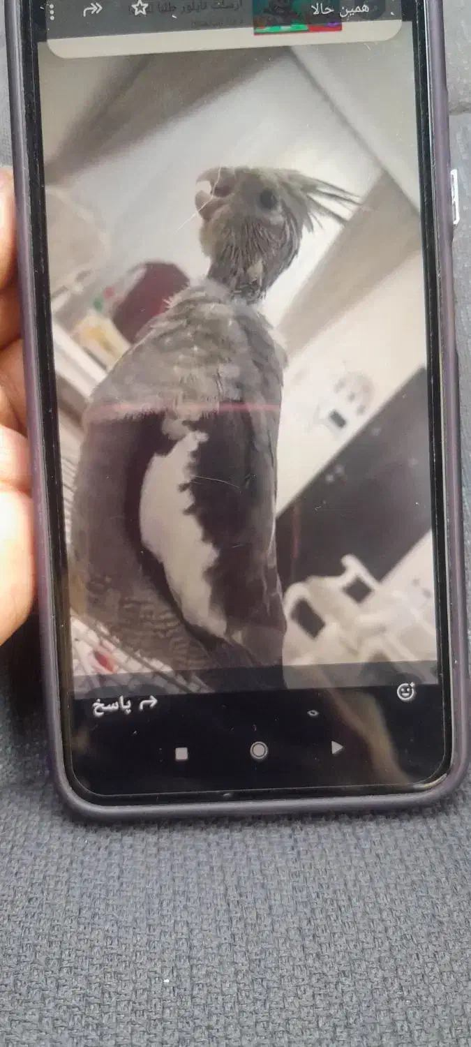 گمشده عروس هلندی مژدگانی|پرنده|الوند, |دیوار