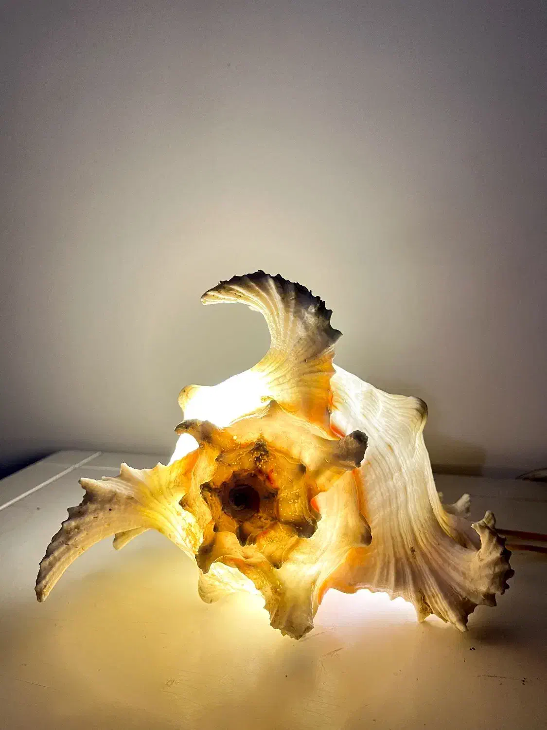 صدف مورکس خاص و کلکسیونی|کلکسیون اشیاء عتیقه|ری, ظهیرآباد|دیوار