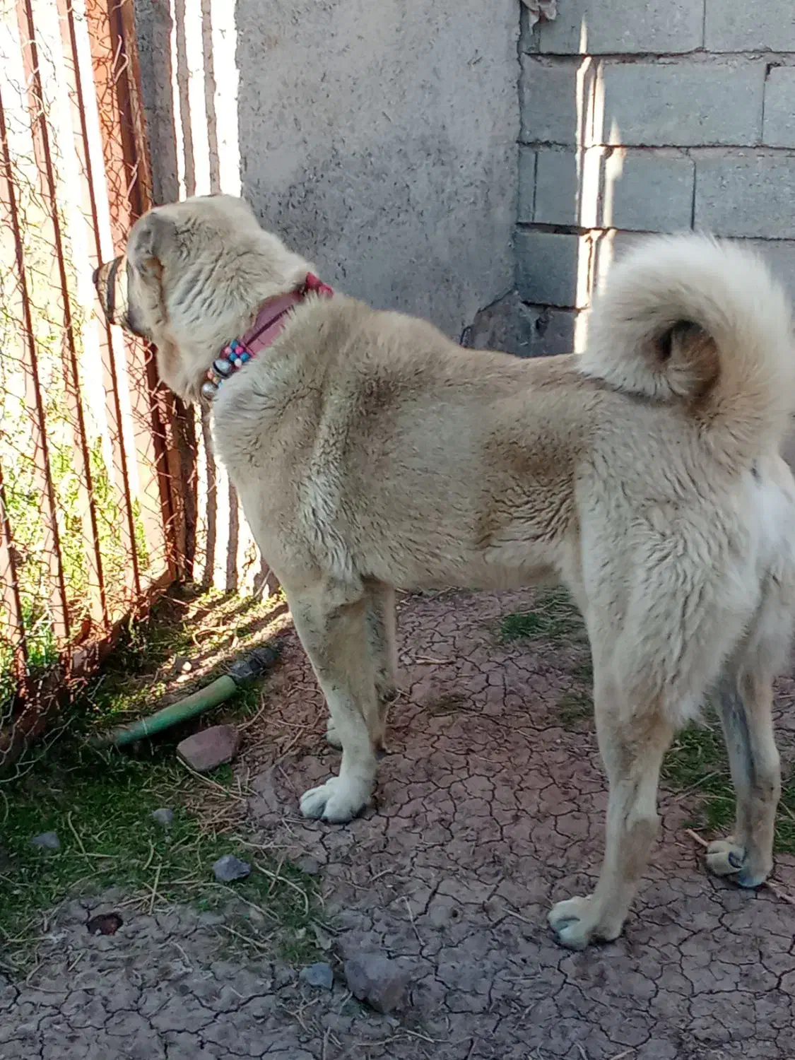 ماده|سگ|قزوین, |دیوار