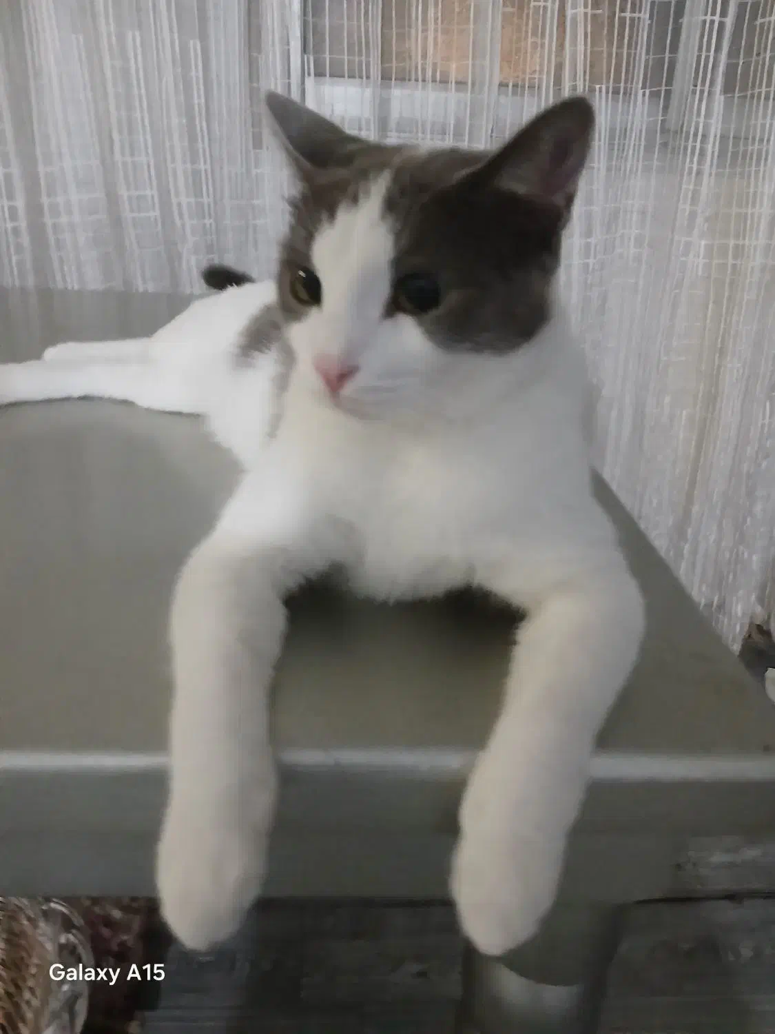 واگذاری گربه رایگان|گربه|تهران, زیبادشت|دیوار