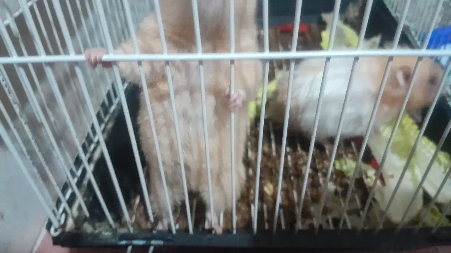 دو عدد همستر بازیگوش|موش و خرگوش|بومهن, |دیوار