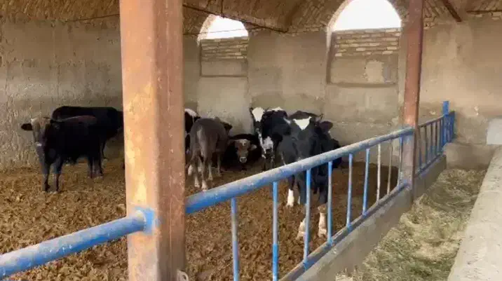 گوساله و دام زنده فروشی|حیوانات مزرعه|تهران, گرگان|دیوار