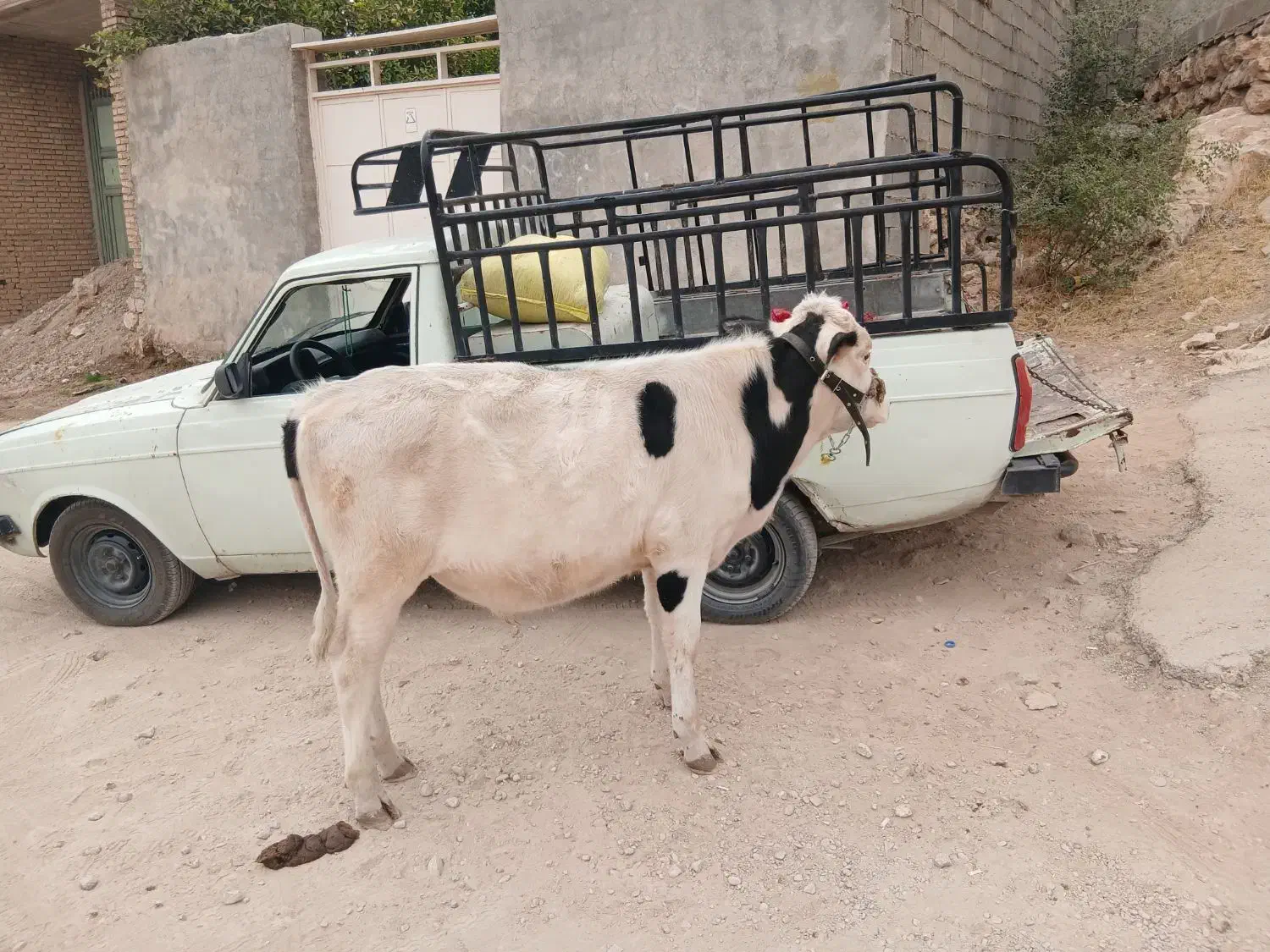 پل سمینتال|حیوانات مزرعه|ایذه, |دیوار