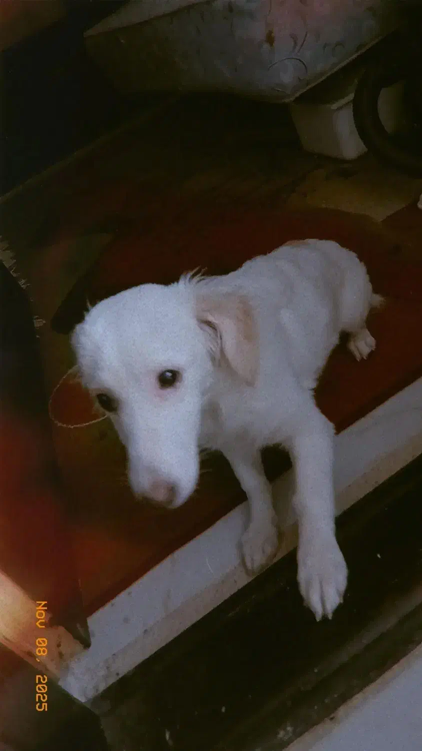 فروش سگ|سگ|مشهد, امیرآباد|دیوار