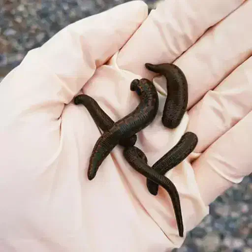 فروش زالوی طبی مخصوص درمان|خزنده|ارومیه, |دیوار