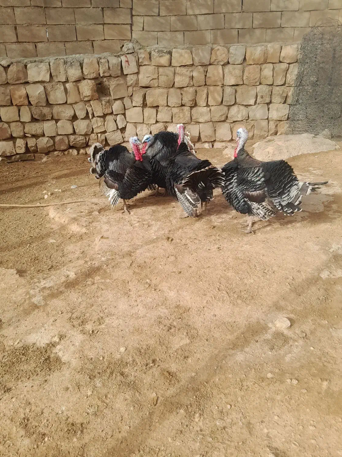 بوقلمون نر|حیوانات مزرعه|چگنی, |دیوار