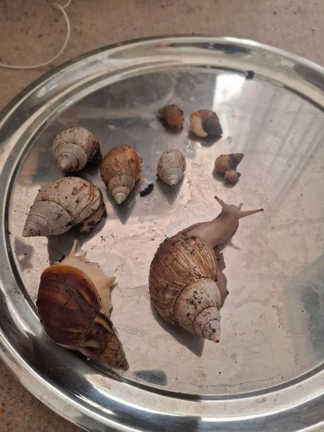 حلزون مولد.|خزنده|همدان, |دیوار