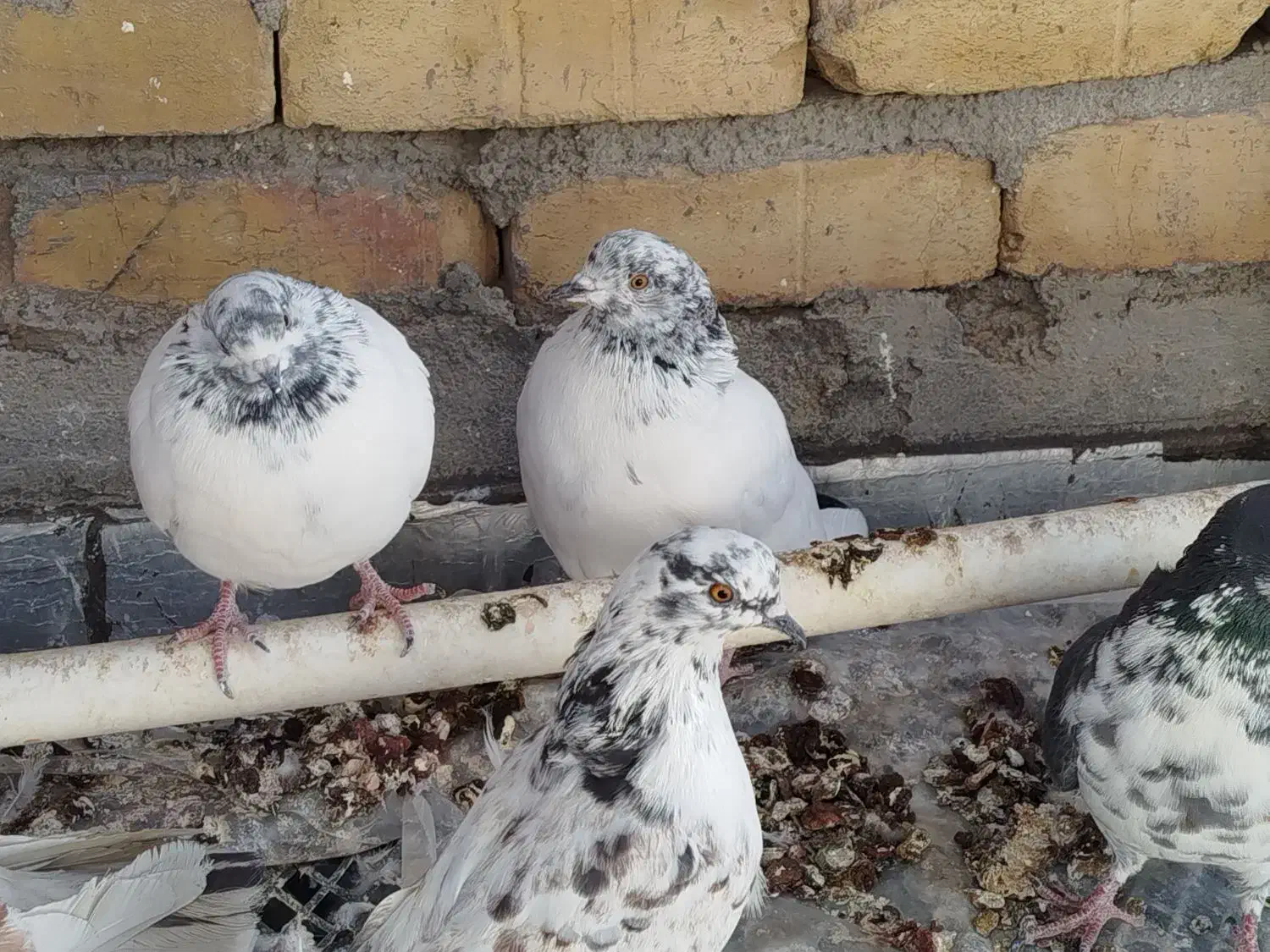 کفتر|پرنده|قم, ولیعصر|دیوار