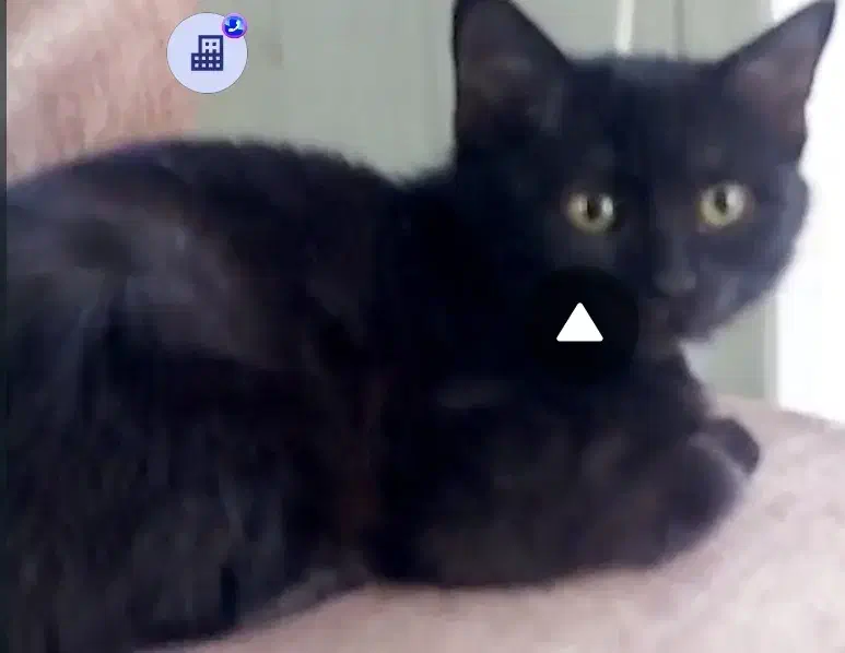 واگذاری رایگان دوبچه گربه همراه شرایط|گربه|نجف‌آباد, امیرآباد|دیوار