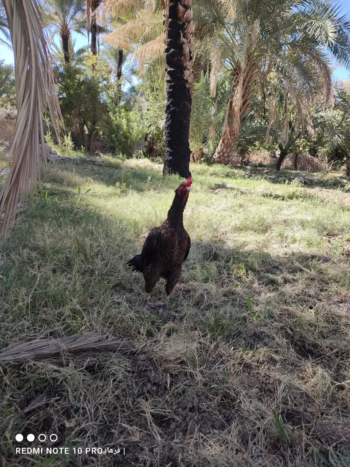 دوتا خروس خوب|حیوانات مزرعه|سراوان, |دیوار