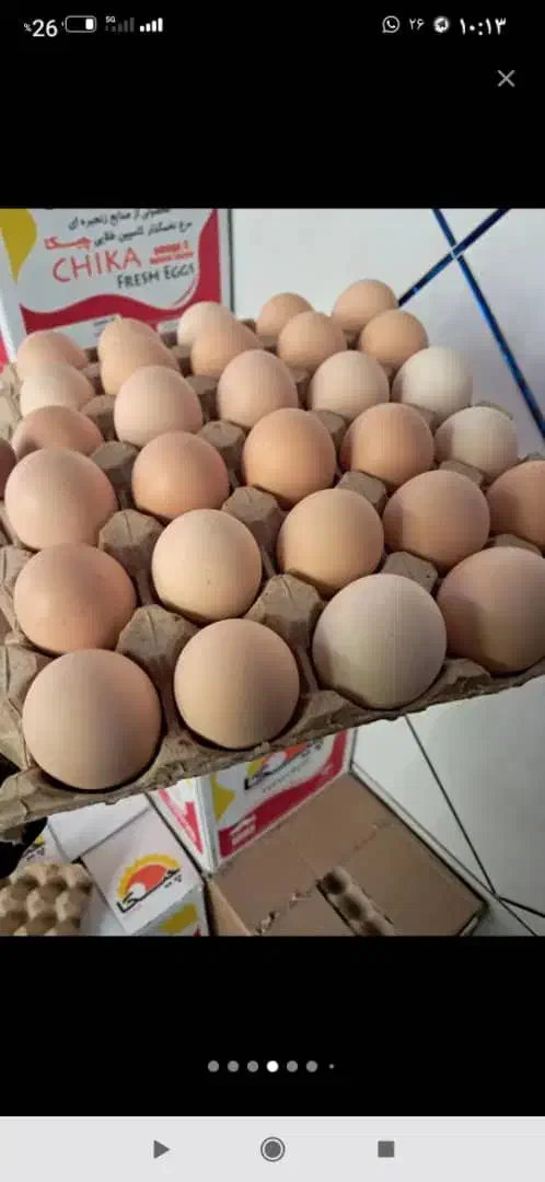 تخم مرع بومی|خوردنی و آشامیدنی|اصفهان, شهرک صنعتی امیرکبیر (شاپور جدید)|دیوار