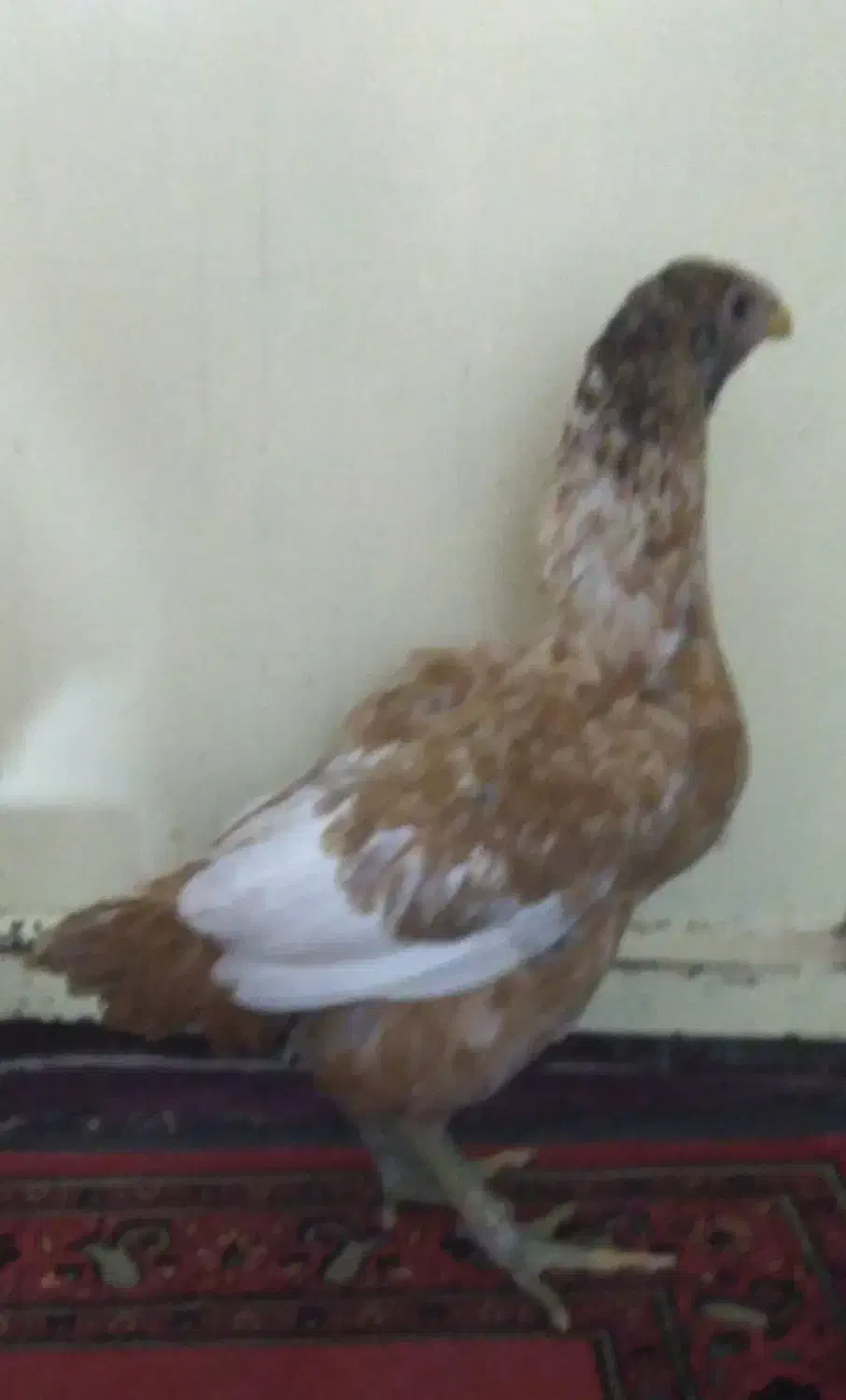 جوجه  لاری افغان اصیل|حیوانات مزرعه|جیرفت, |دیوار